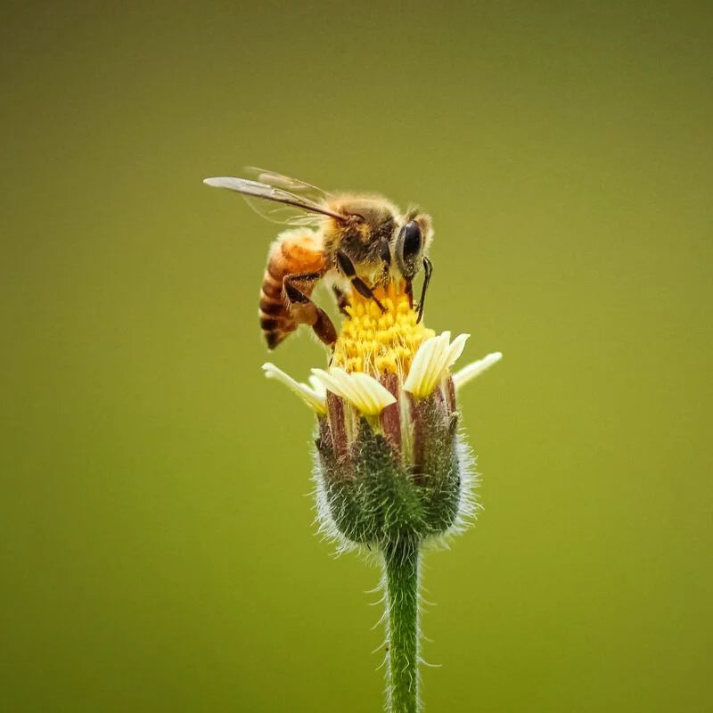 Vente de miel en ligne | Pierre W. Aoun, apiculteur