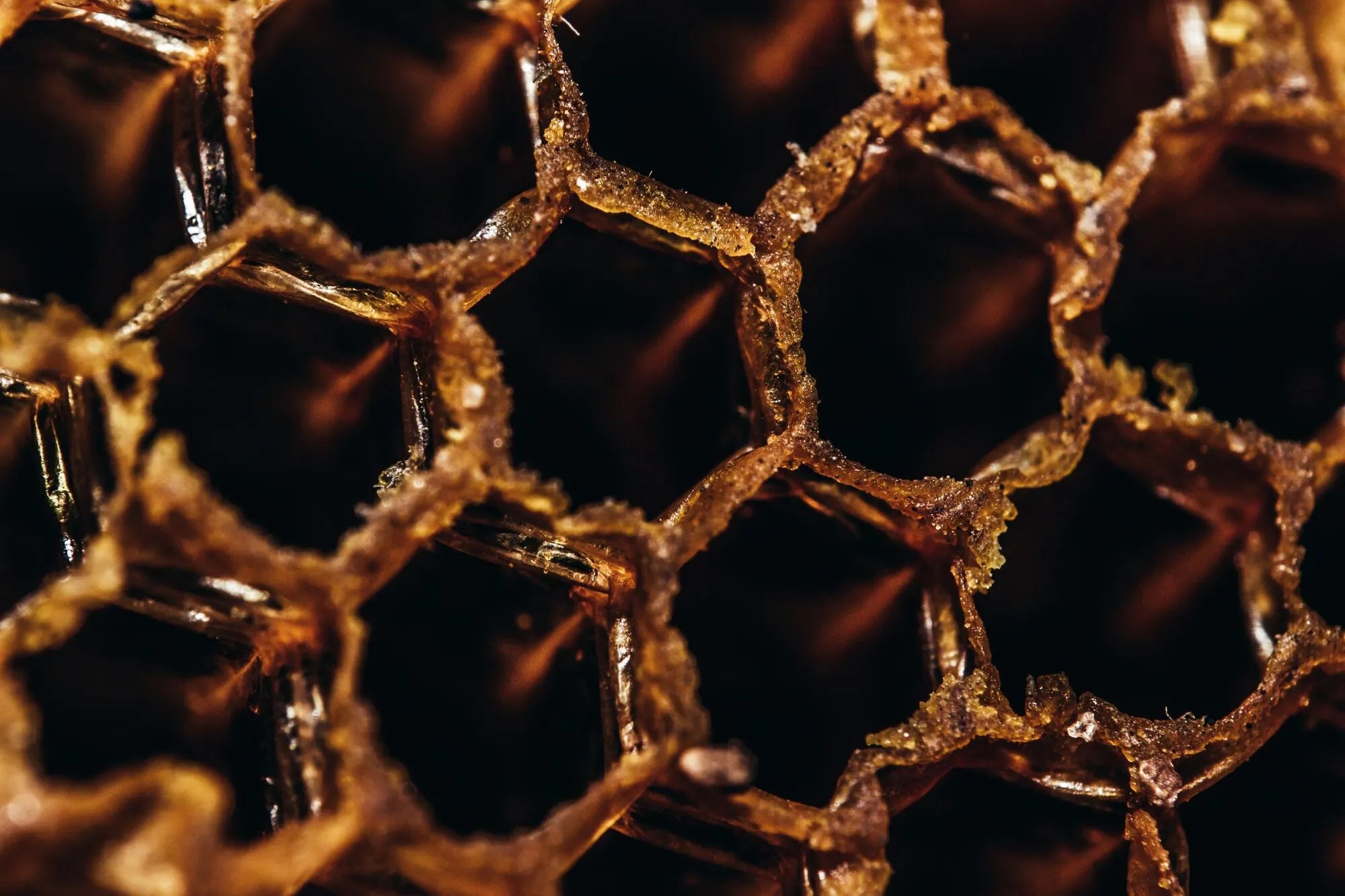 Miel de montagne | Pierre W. Aoun, apiculteur
