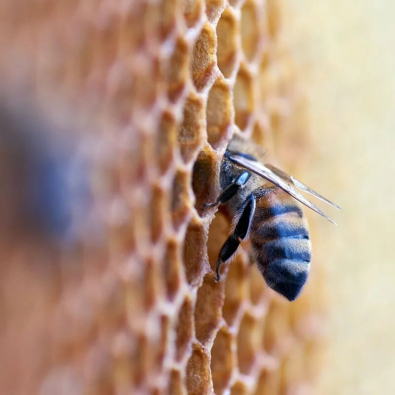 Producteur de miel de terroir | Pierre W. Aoun, apiculteur en Ariège