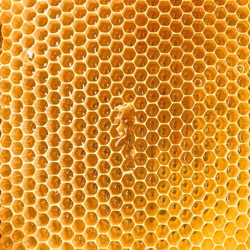 Miel de montagne - Ariège | Pierre W. Aoun, apiculteur